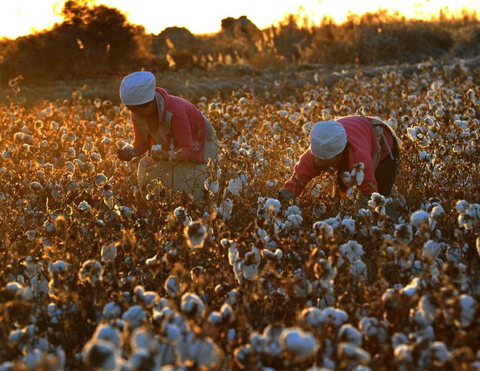 國外抵制新疆棉花，會對國內(nèi)濕巾行業(yè)造成影響